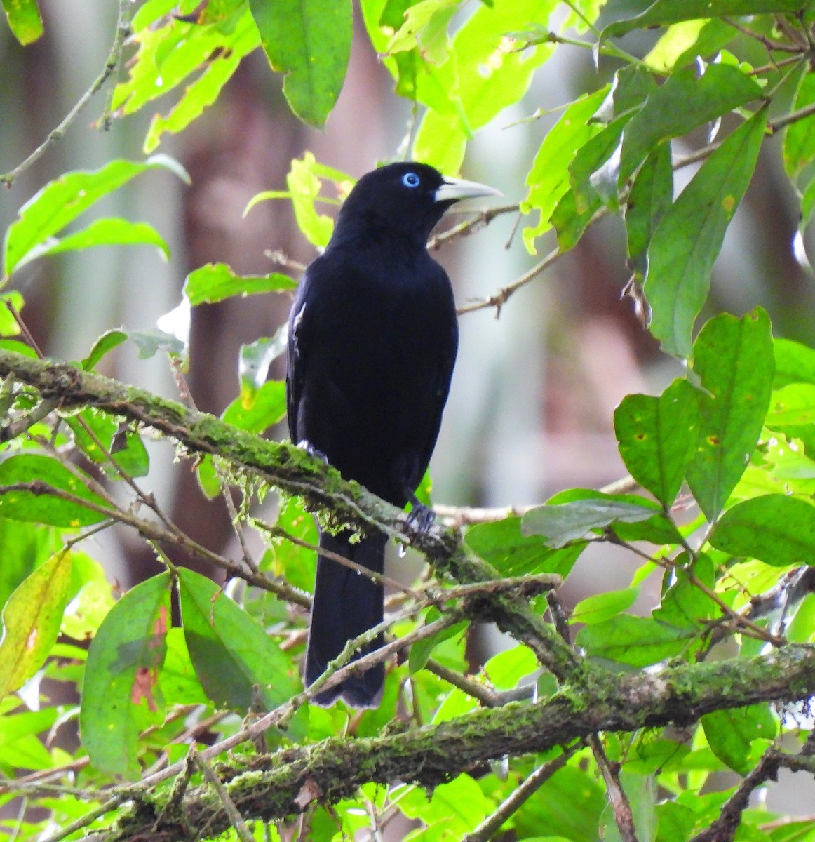 Scarlet-rumped Cacique - ML643308941