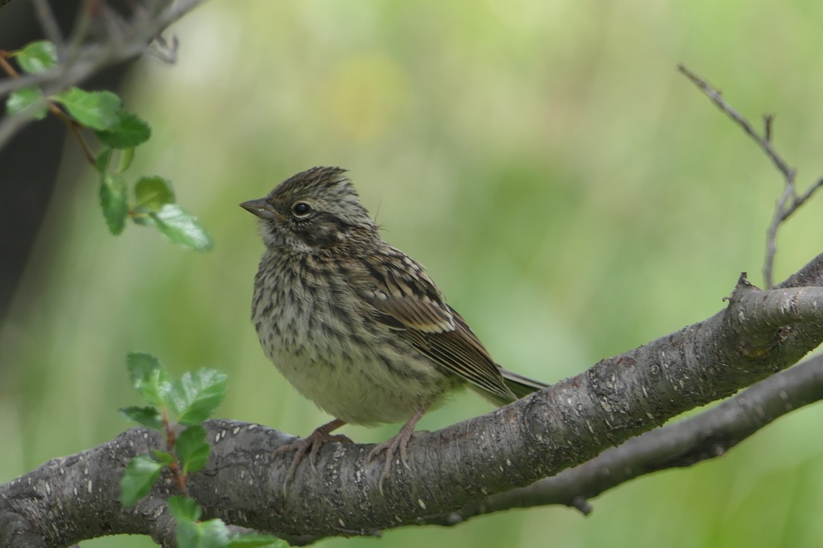 Rufous-collared Sparrow - ML643308947