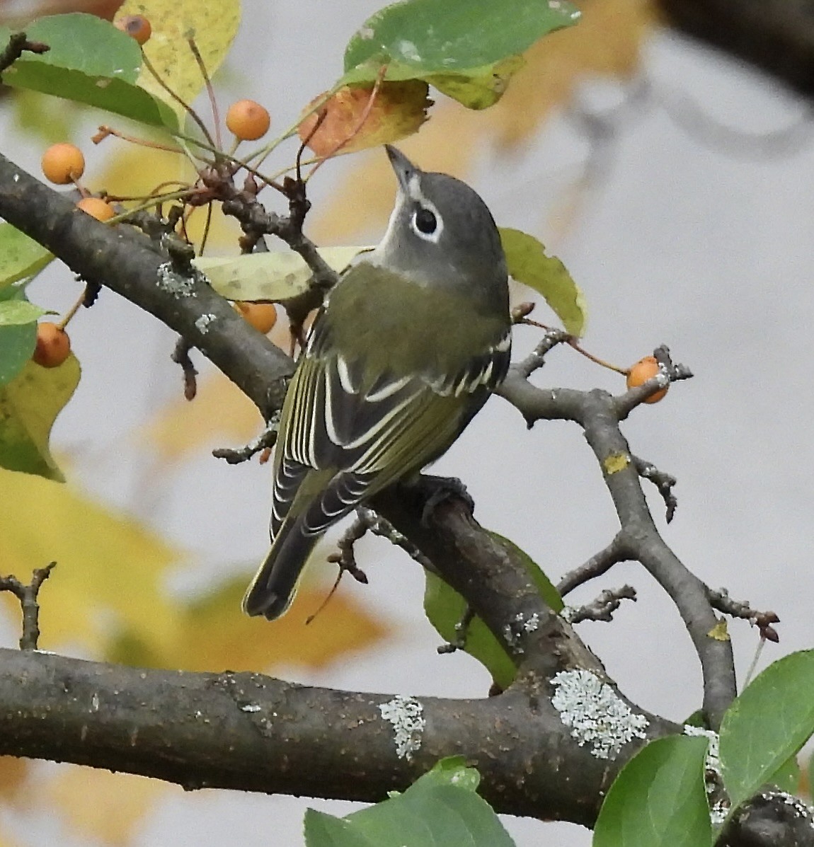 Blue-headed Vireo - ML643308951
