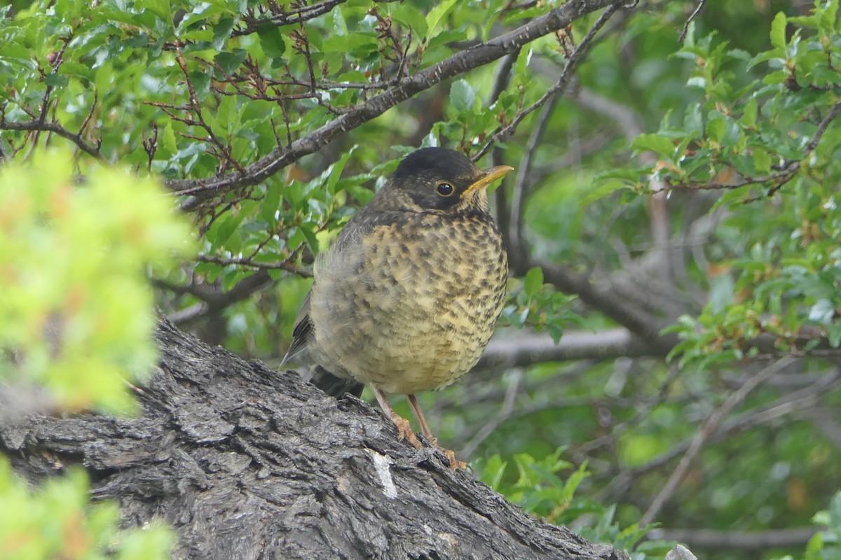 Austral Thrush - ML643308965