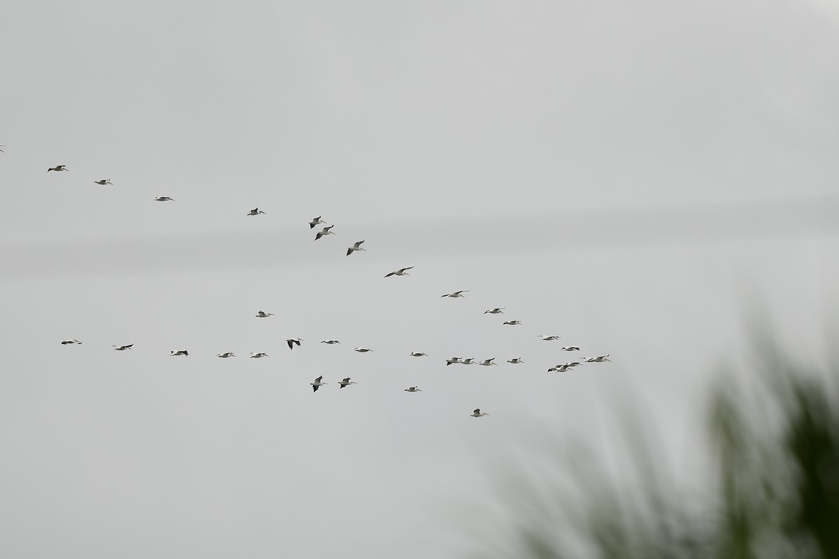 American White Pelican - ML643308974