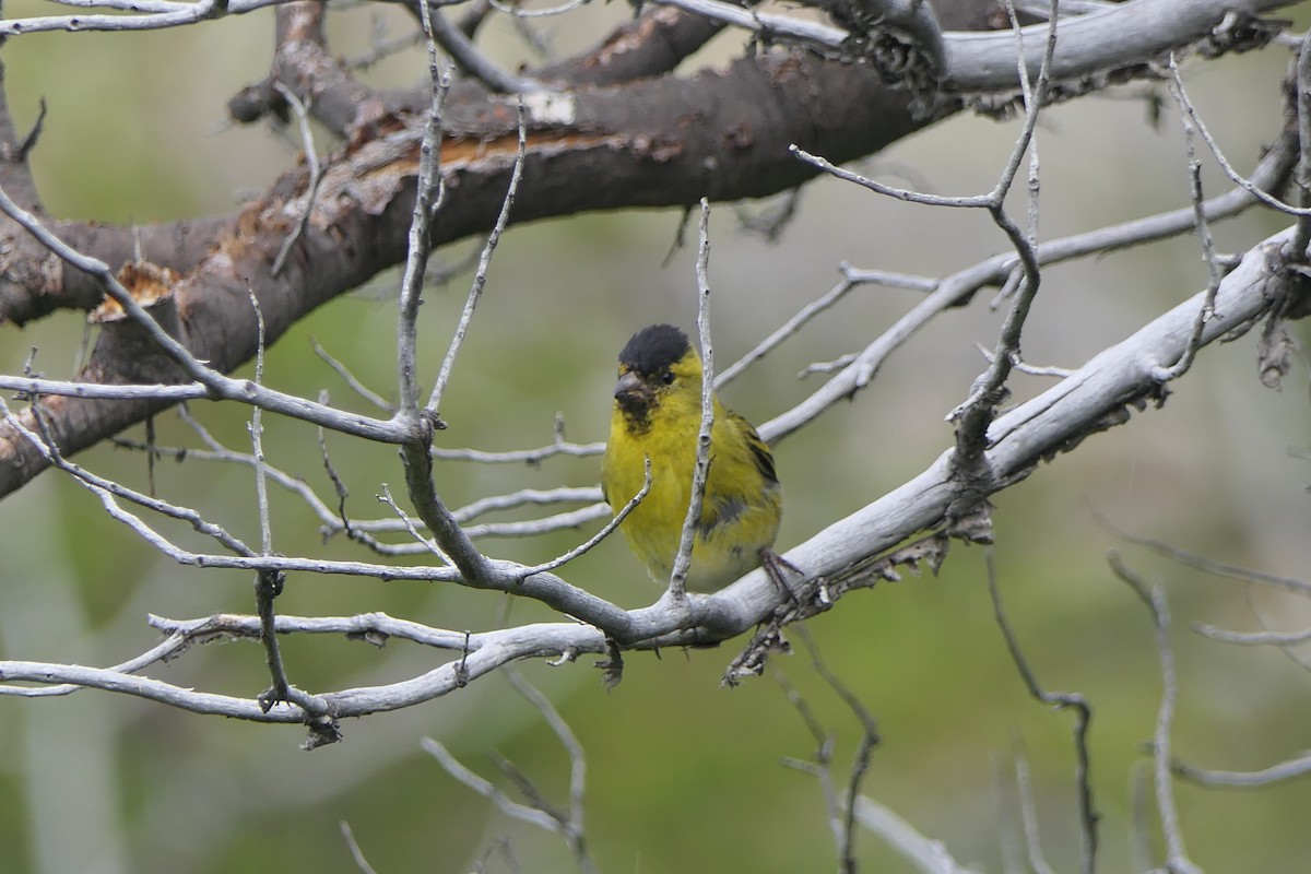 Black-chinned Siskin - ML643308982