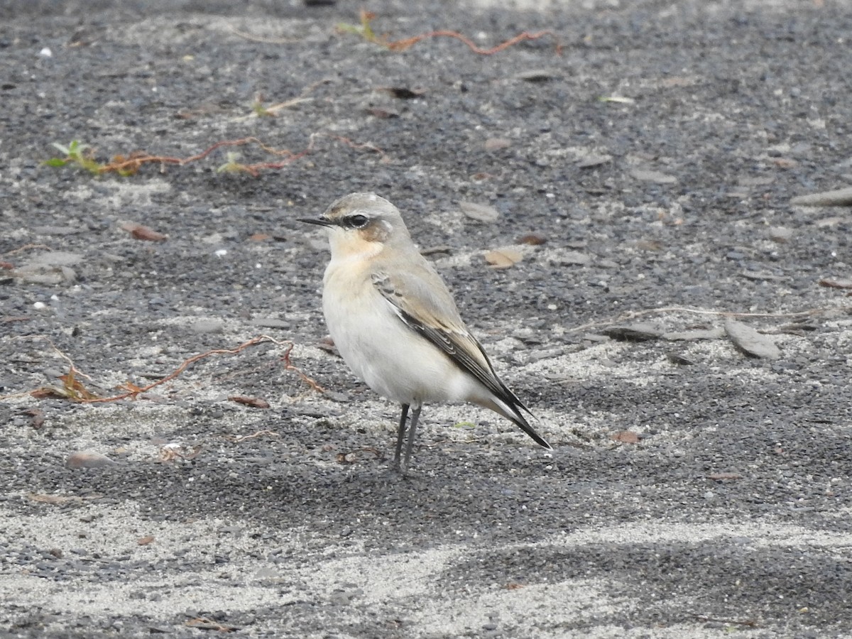 Northern Wheatear - ML643308991