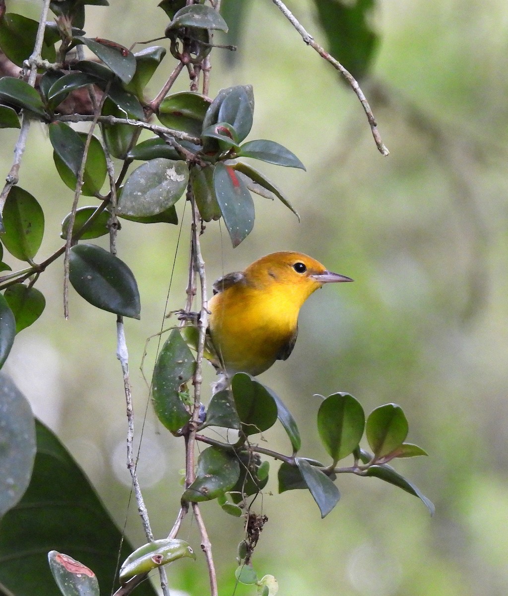 Prothonotary Warbler - ML643308993