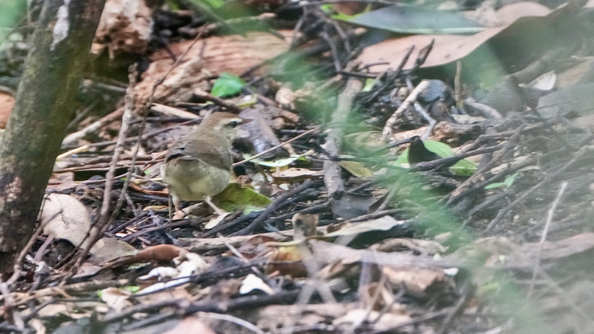 Swainson's Warbler - ML643309015