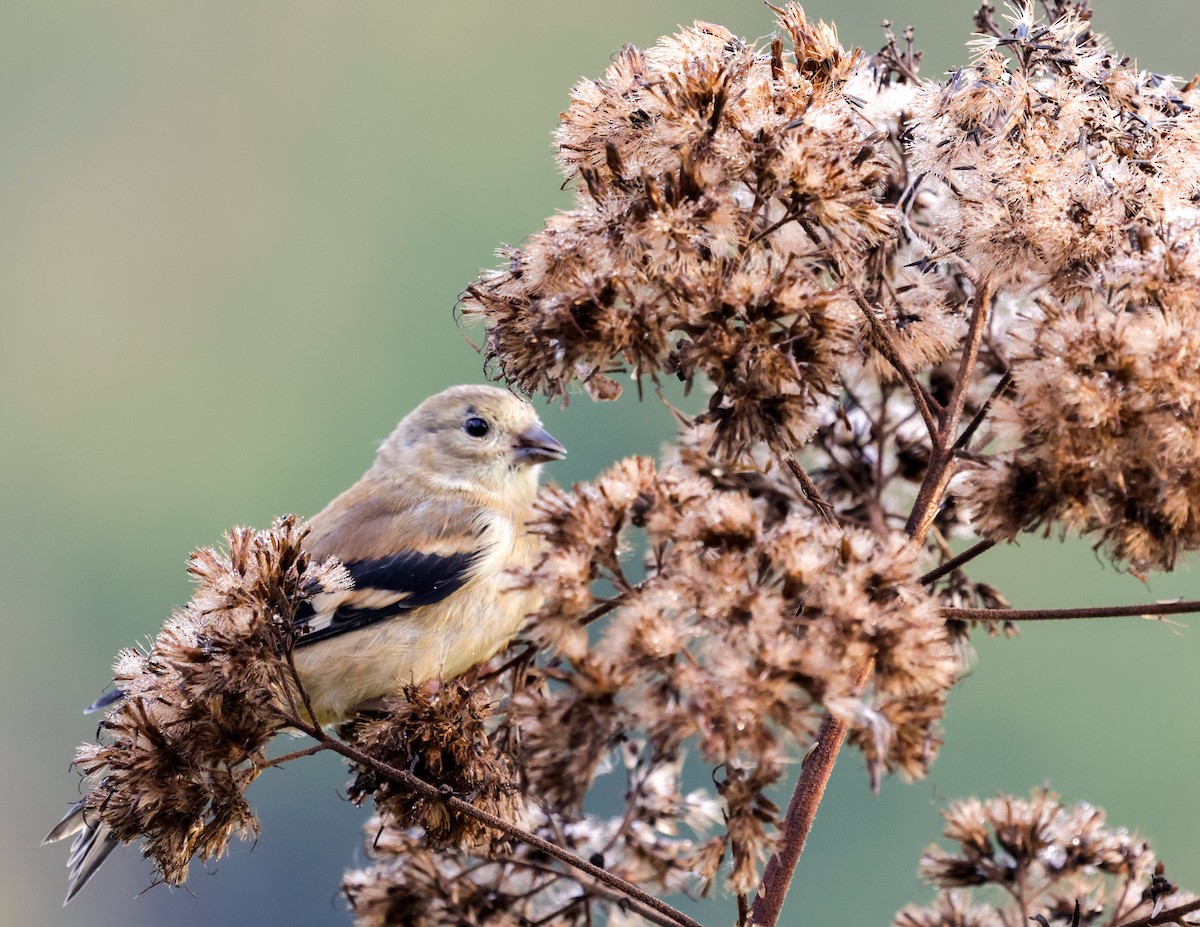 American Goldfinch - ML643309024