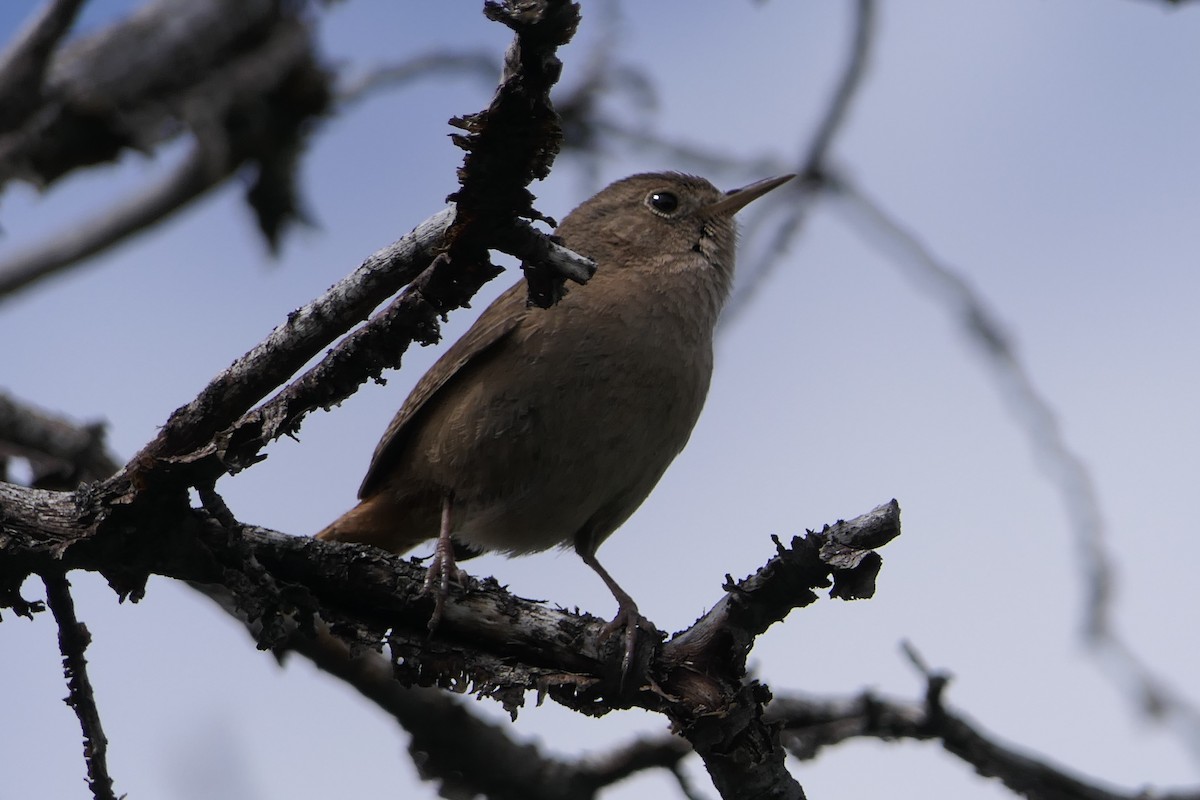 Southern House Wren - ML643309032