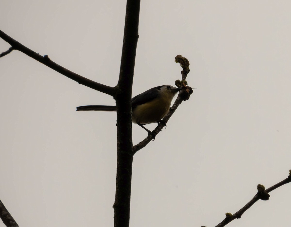 Creamy-bellied Gnatcatcher - ML643309051