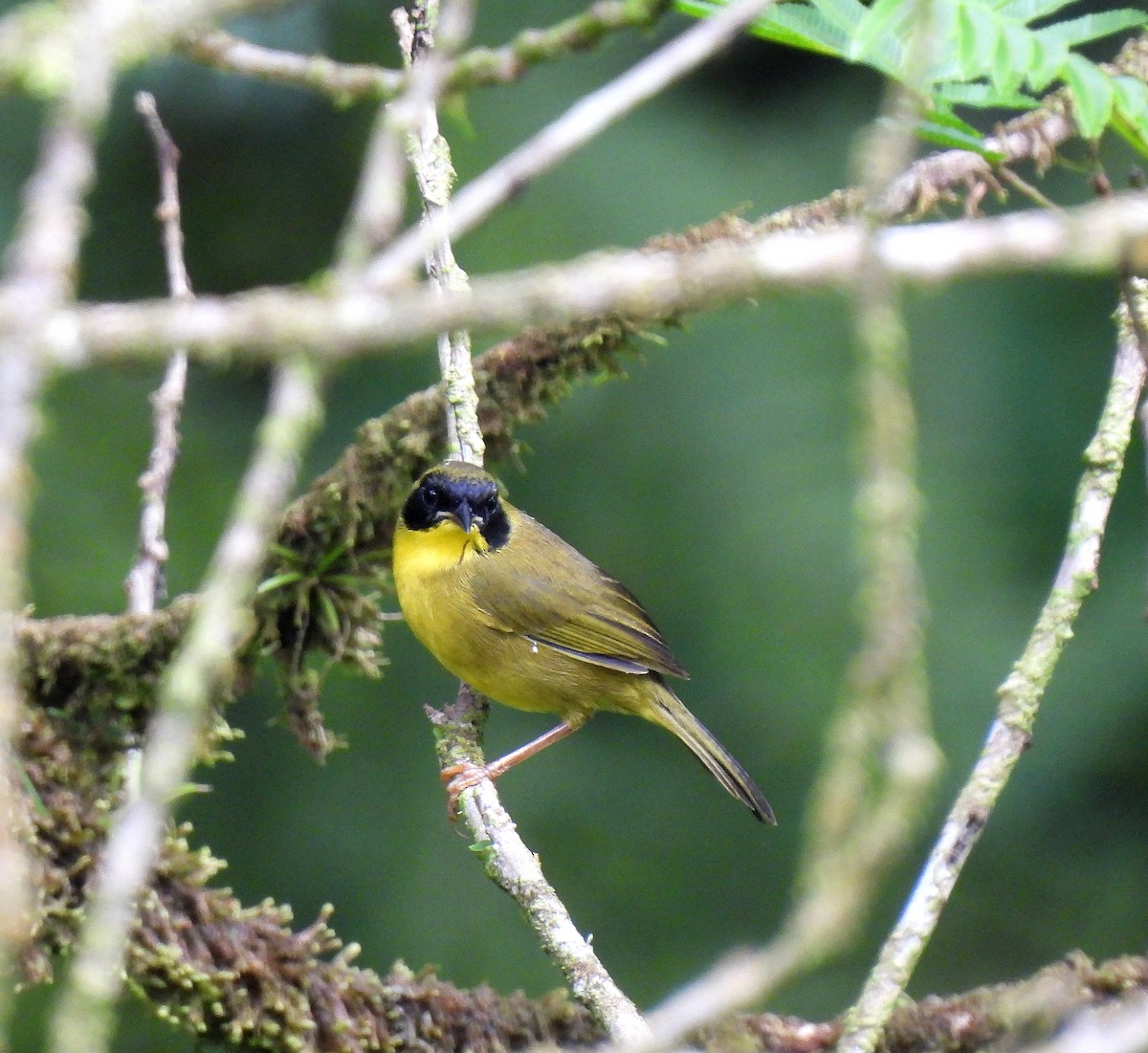 Olive-crowned Yellowthroat - ML643309052