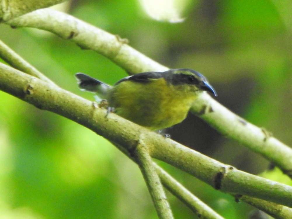 Zuckervogel - ML643309059
