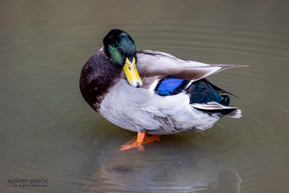 Stockente - ML643309062