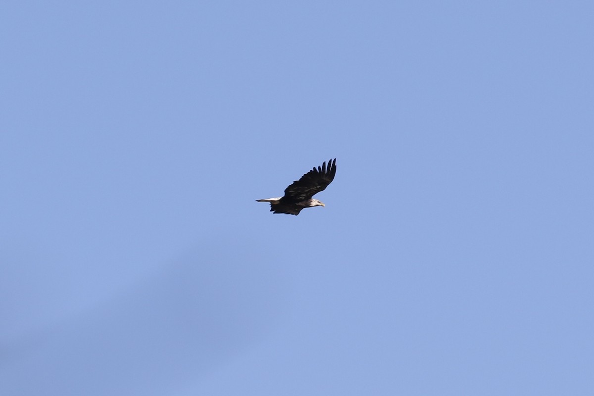Weißkopf-Seeadler - ML643309076