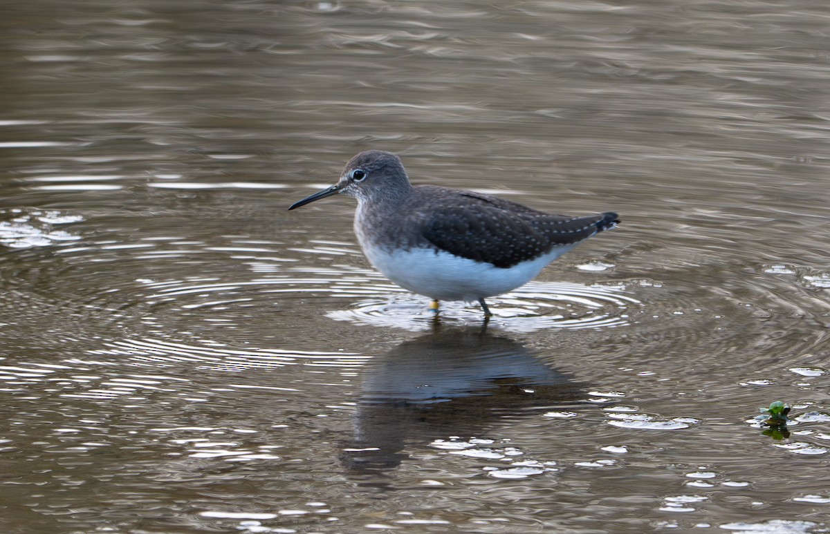 Waldwasserläufer - ML643309078