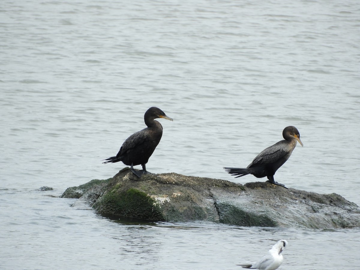 Neotropic Cormorant - ML643309107