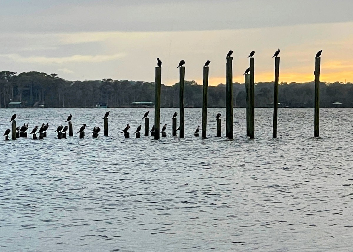 Double-crested Cormorant - ML643309119