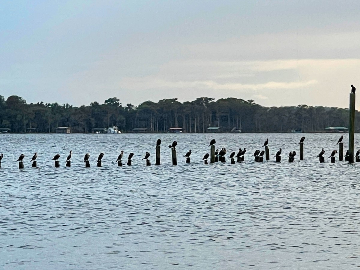 Double-crested Cormorant - ML643309120