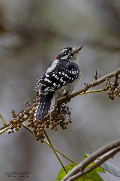 Downy Woodpecker - ML643309167