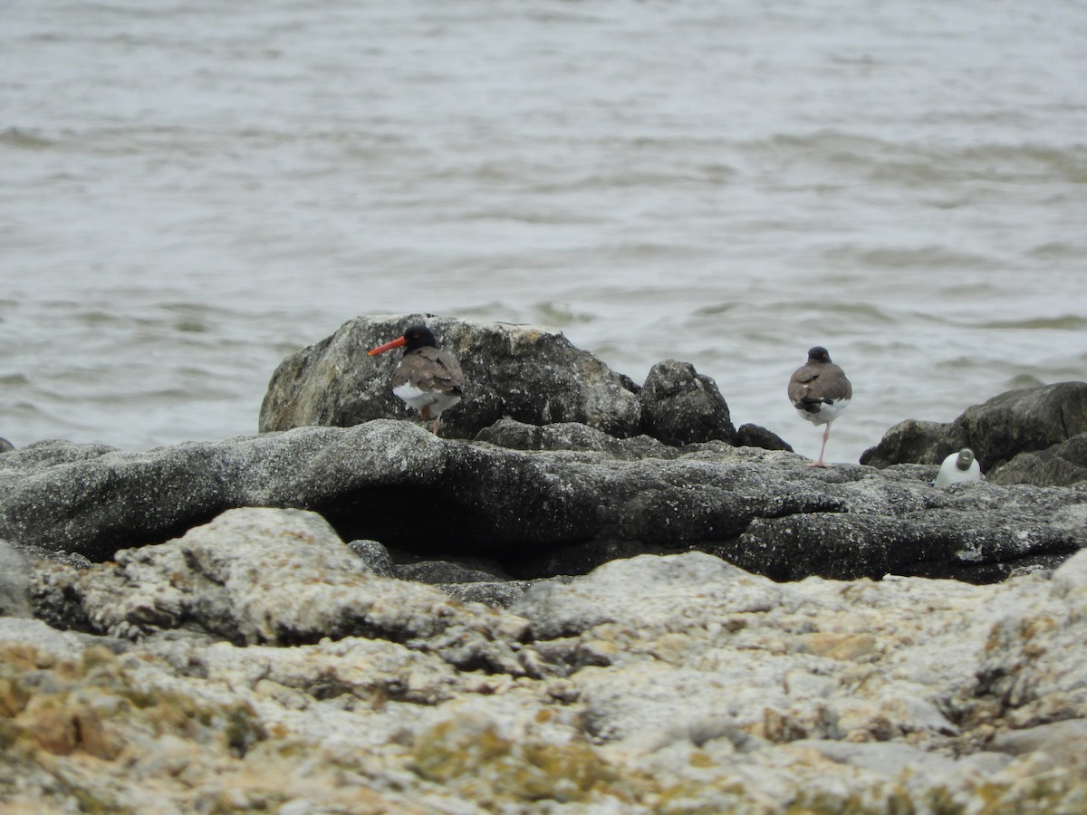 American Oystercatcher - ML643309181