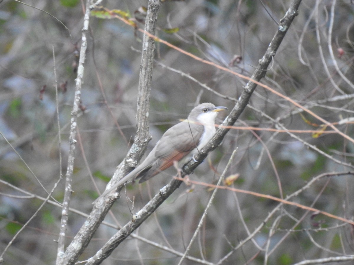 Yellow-billed Cuckoo - ML643309185
