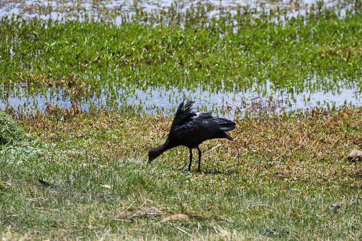 Ibis de Ridgway - ML643309186