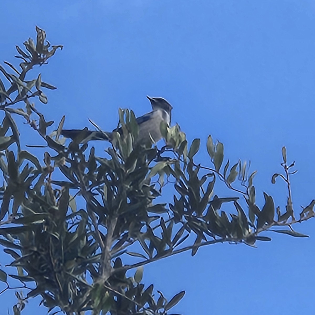 Florida Scrub-Jay - ML643309196