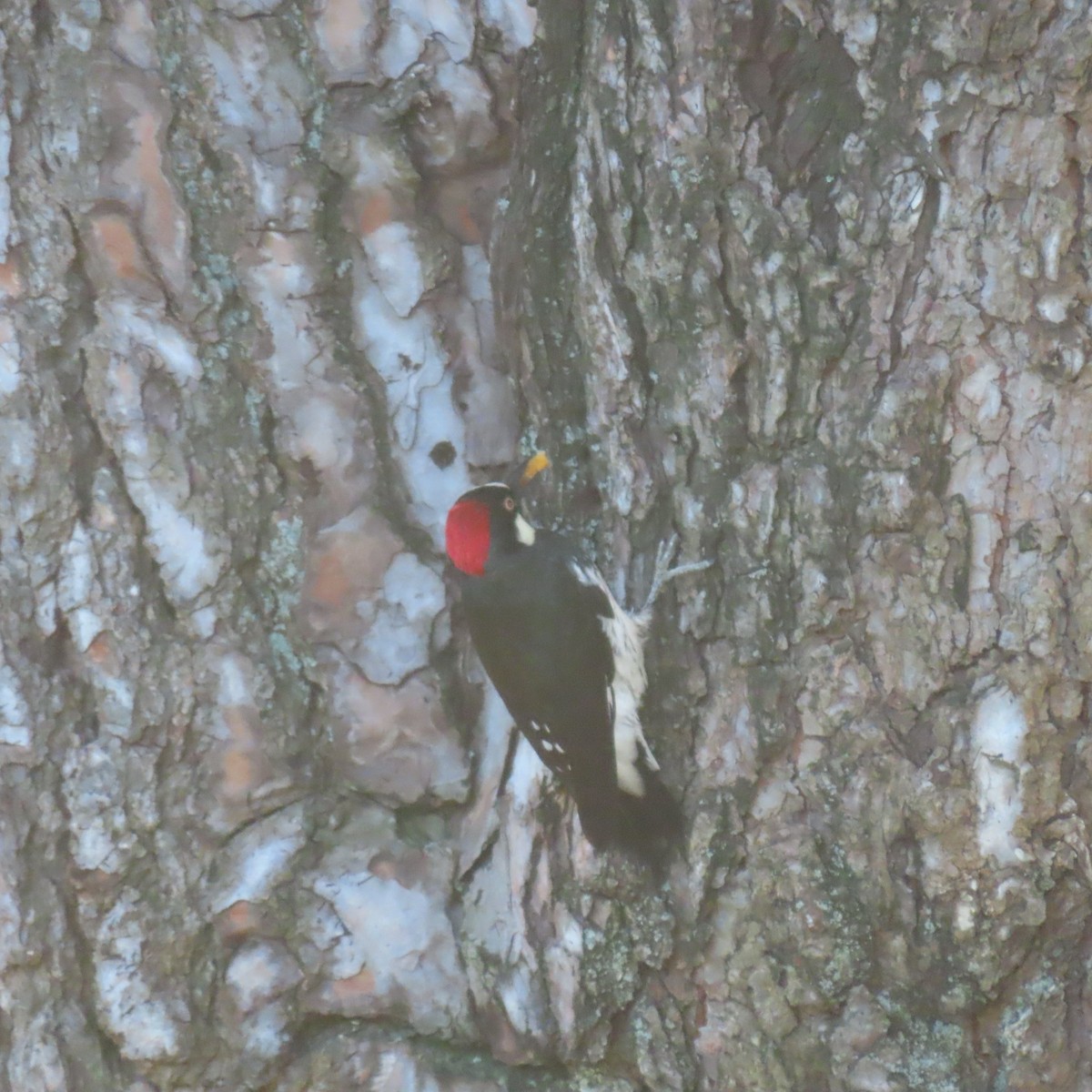 Acorn Woodpecker - ML643309203