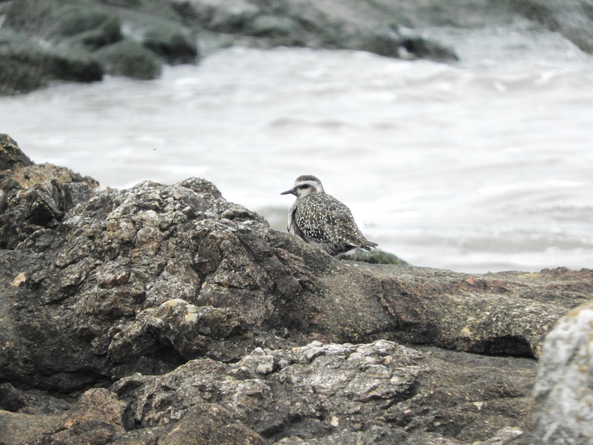 American Golden-Plover - ML643309205