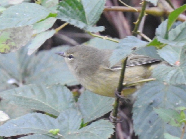 Orange-crowned Warbler - ML643309210