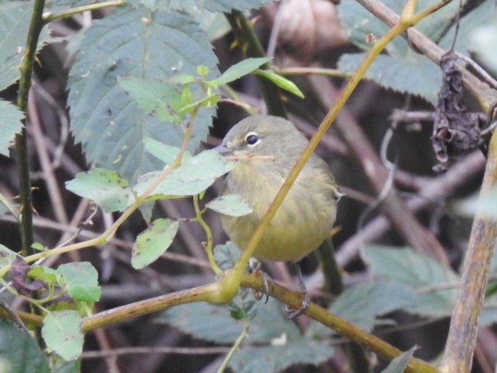Orange-crowned Warbler - ML643309211