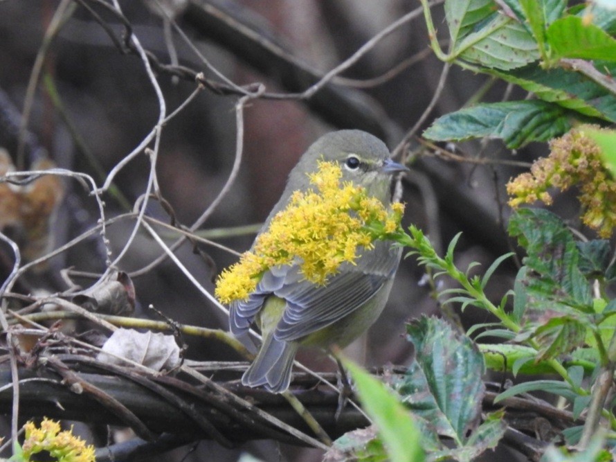 Orange-crowned Warbler - ML643309212