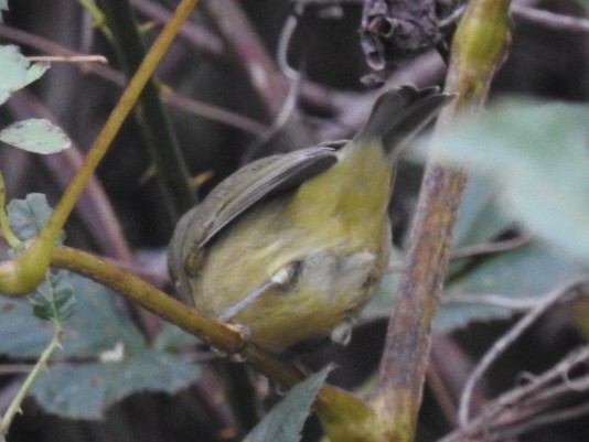 Orange-crowned Warbler - ML643309213