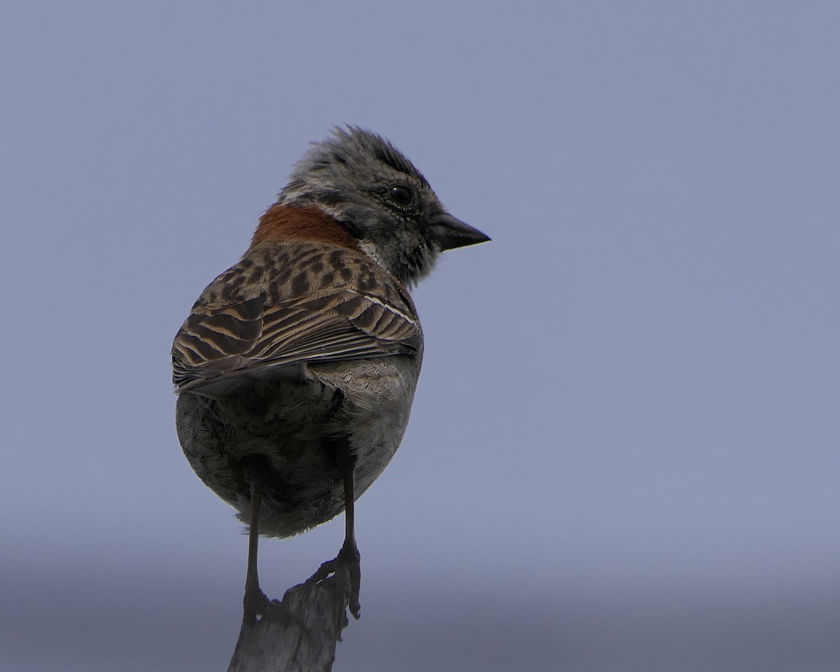 Rufous-collared Sparrow - ML643309232