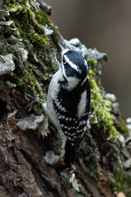 Downy Woodpecker - ML643309236