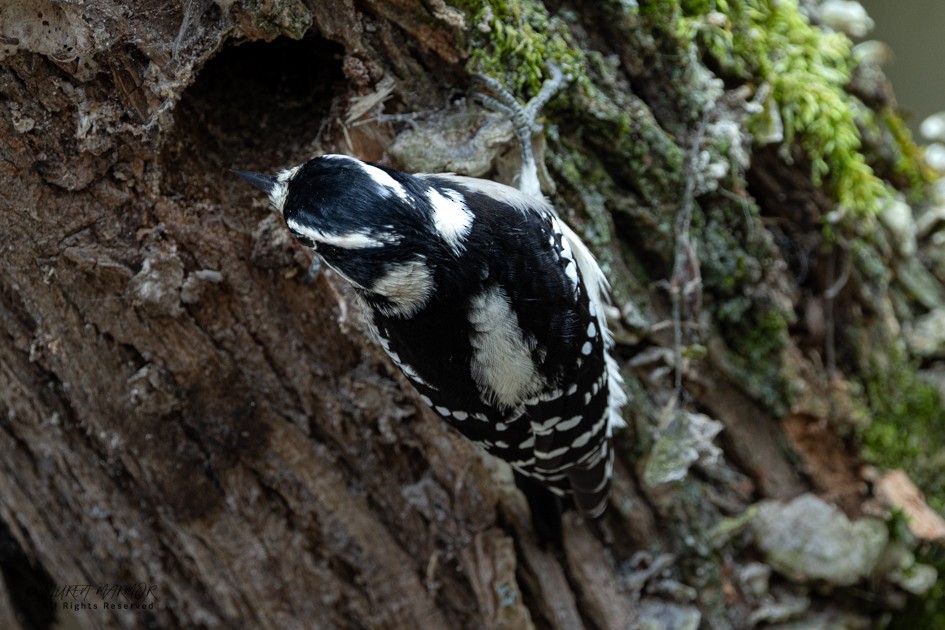 Downy Woodpecker - ML643309237