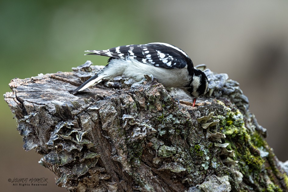 Downy Woodpecker - ML643309238