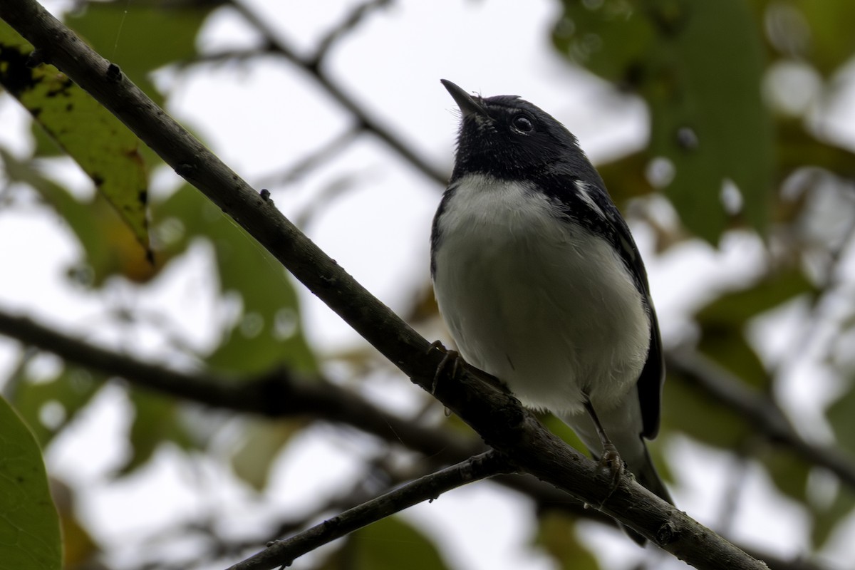 Black-throated Blue Warbler - ML643309242