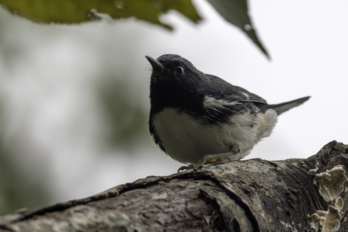 Black-throated Blue Warbler - ML643309243