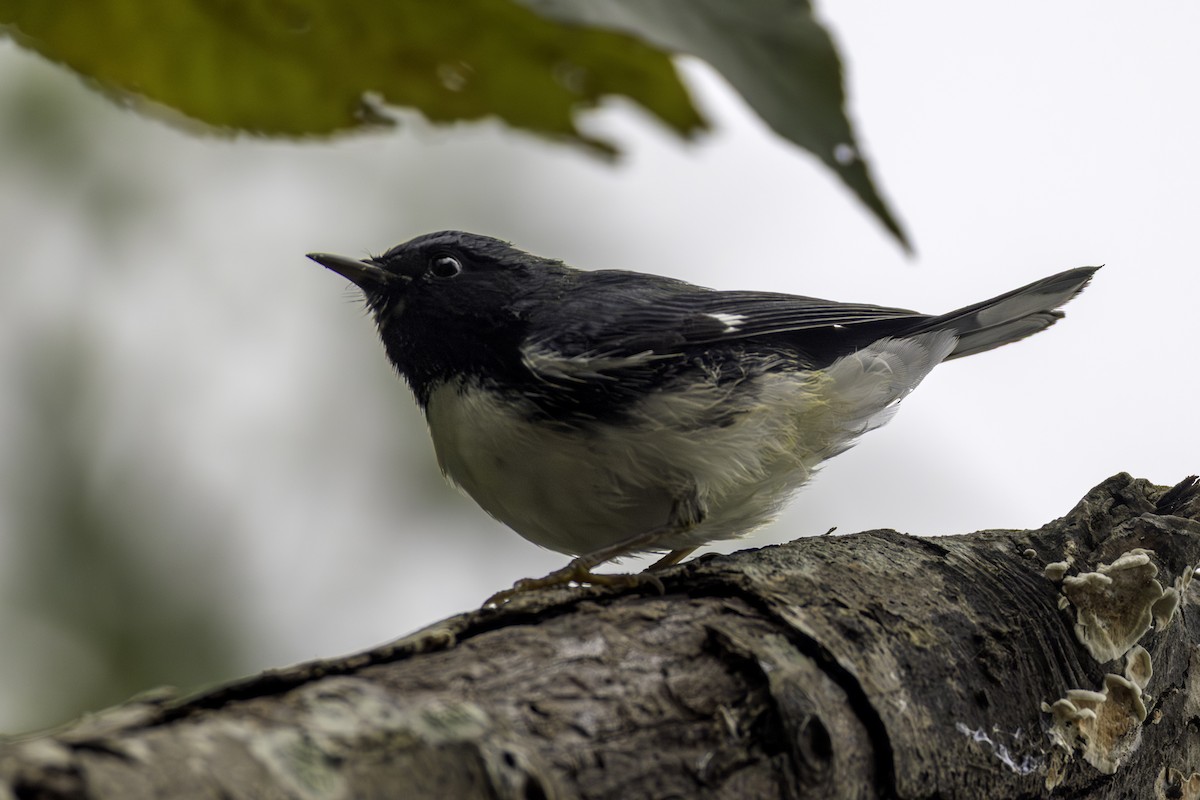 Black-throated Blue Warbler - ML643309244