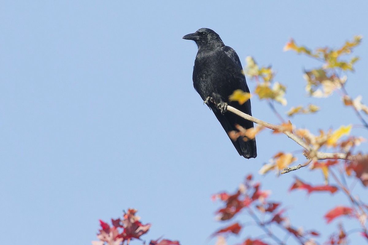 American Crow - ML643309247