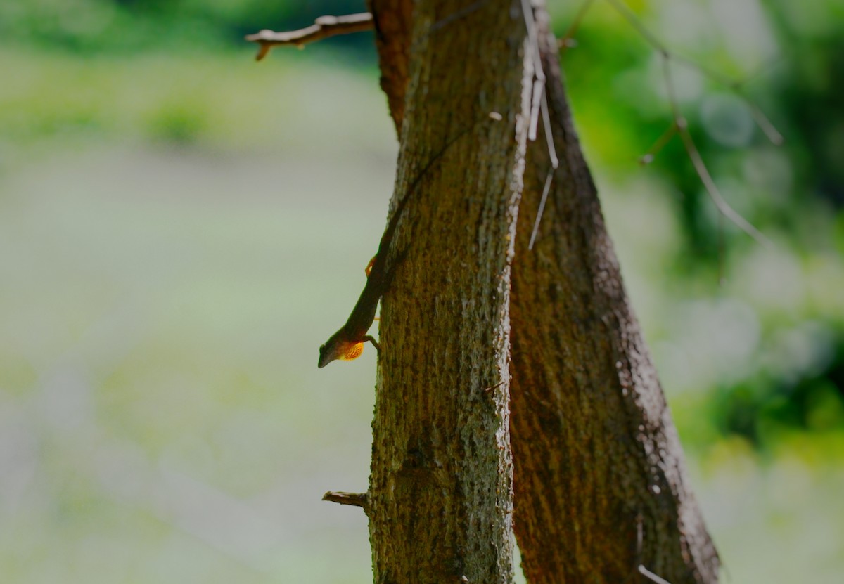 Animals - ML643309253