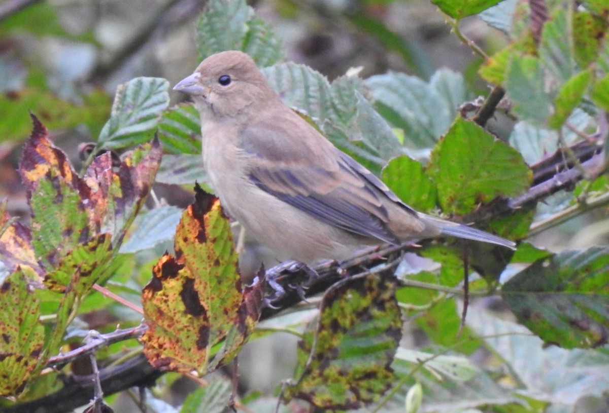Indigo Bunting - ML643309257
