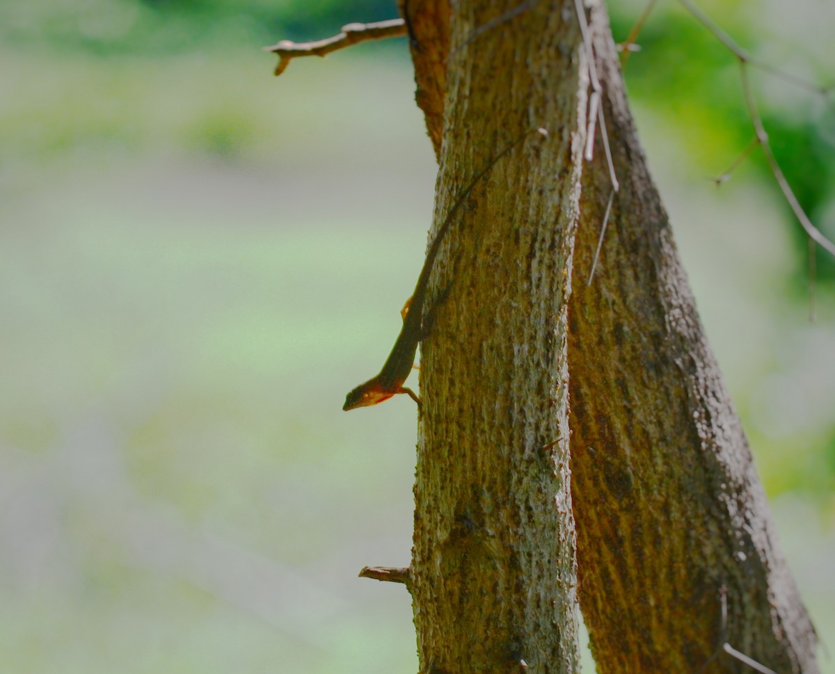 Animals - ML643309264