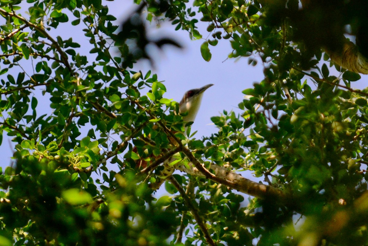 Great Lizard-Cuckoo - ML643309289