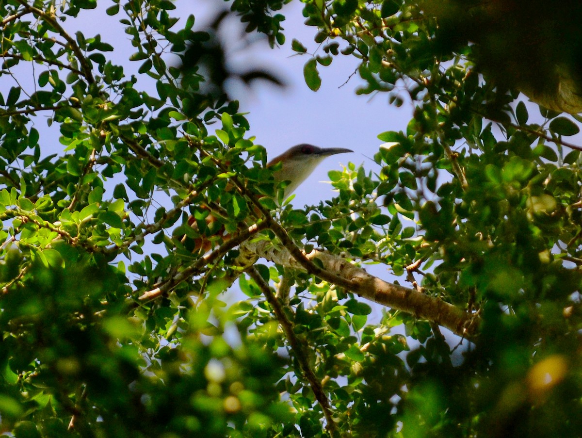 Great Lizard-Cuckoo - ML643309290