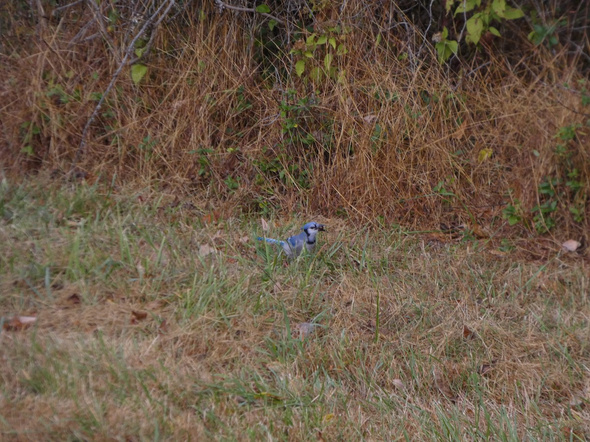 Blue Jay - ML643309291