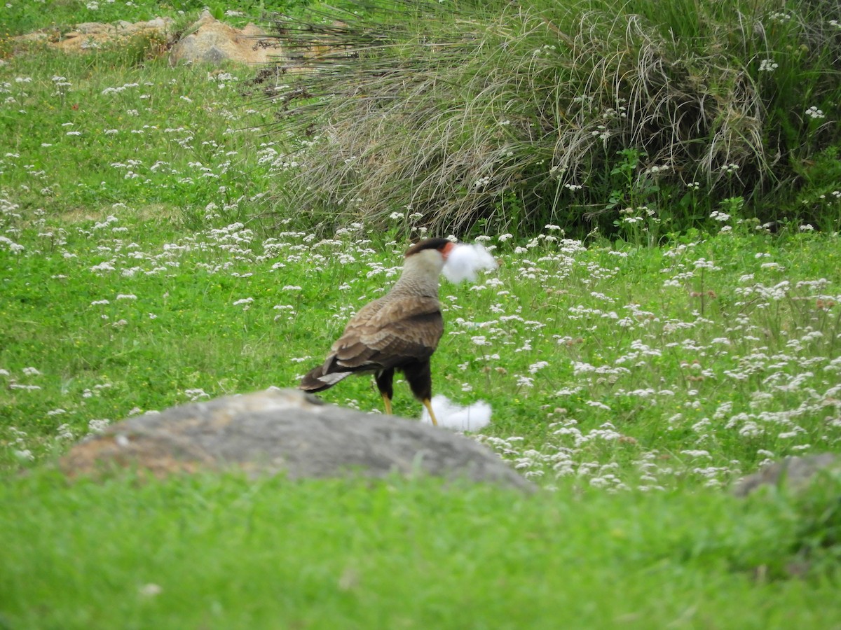 Crested Caracara - ML643309297
