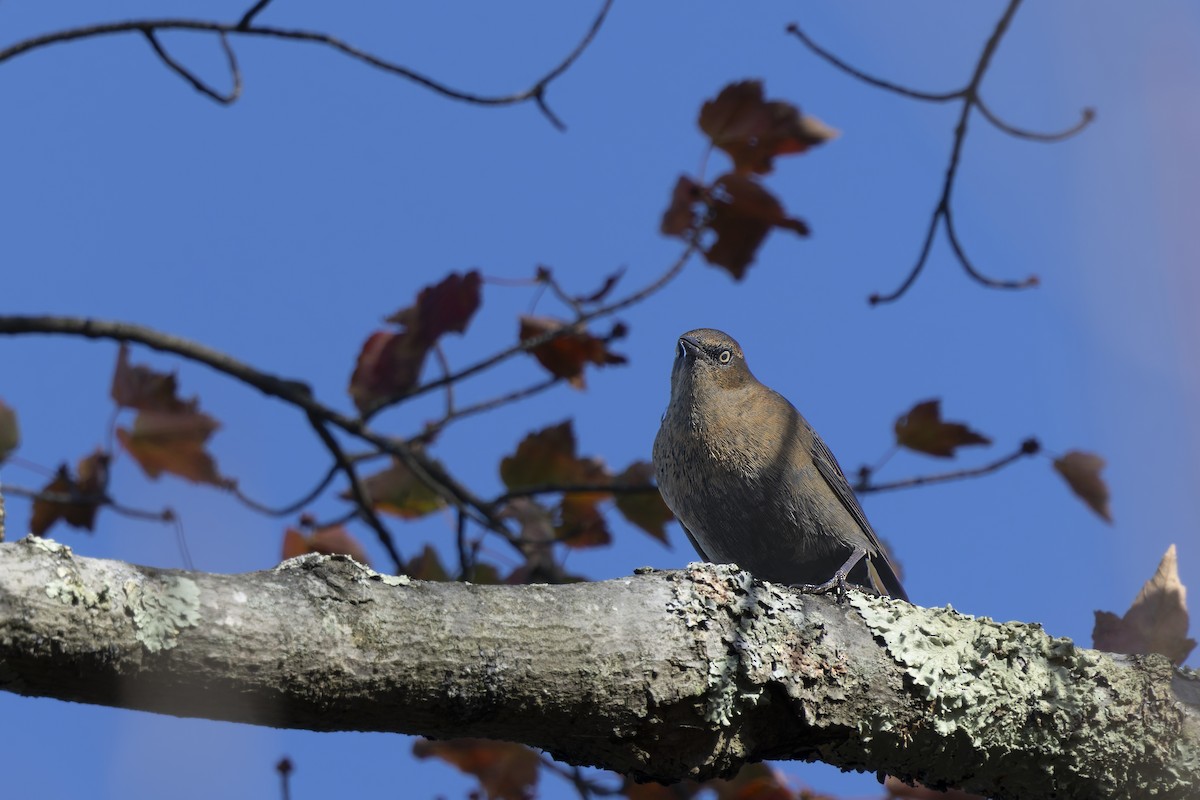 Rusty Blackbird - ML643309304