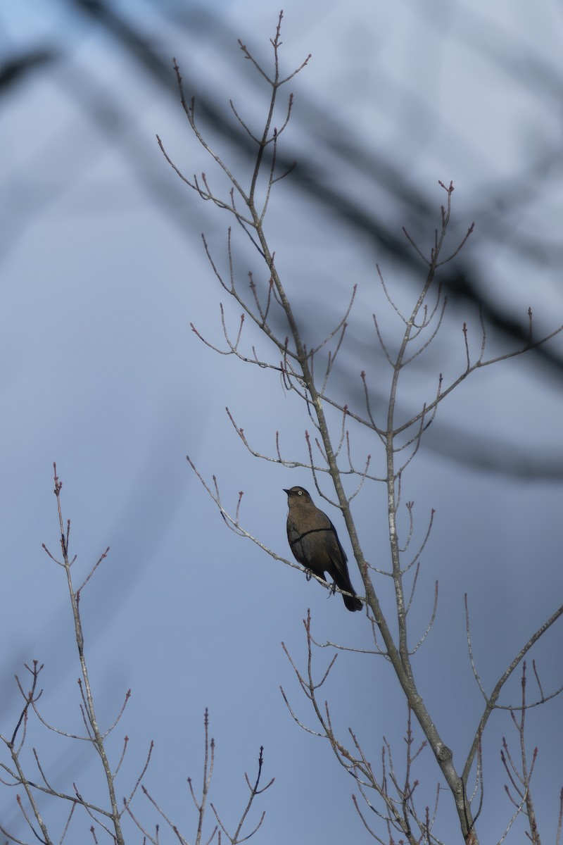 Rusty Blackbird - ML643309305
