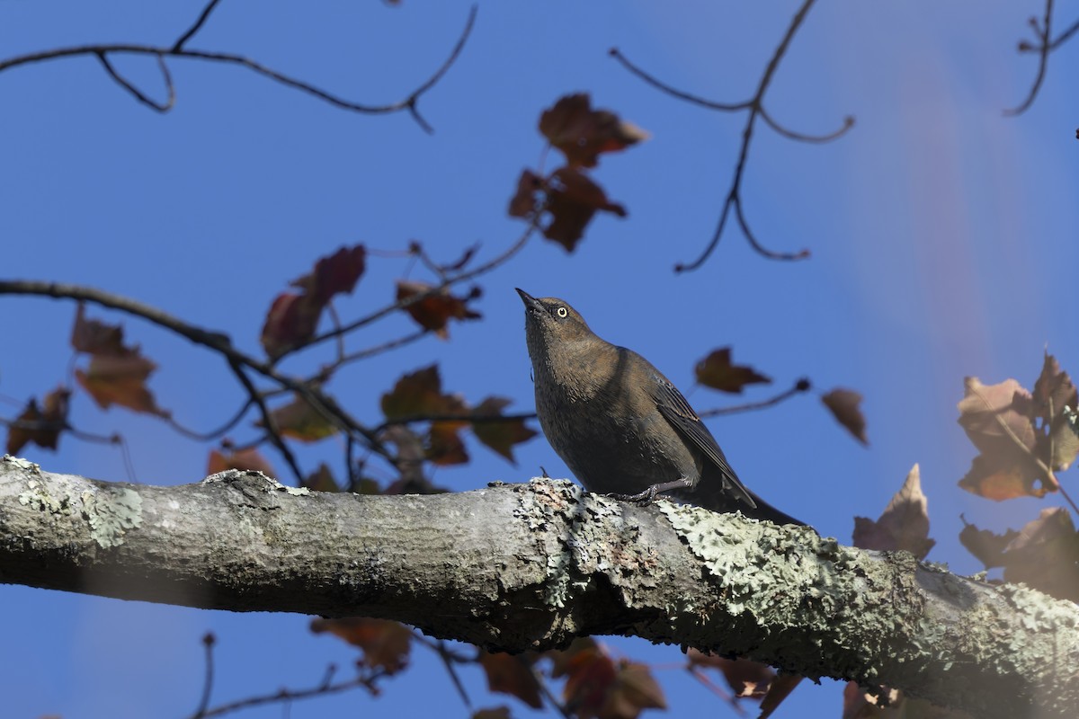 Rusty Blackbird - ML643309306