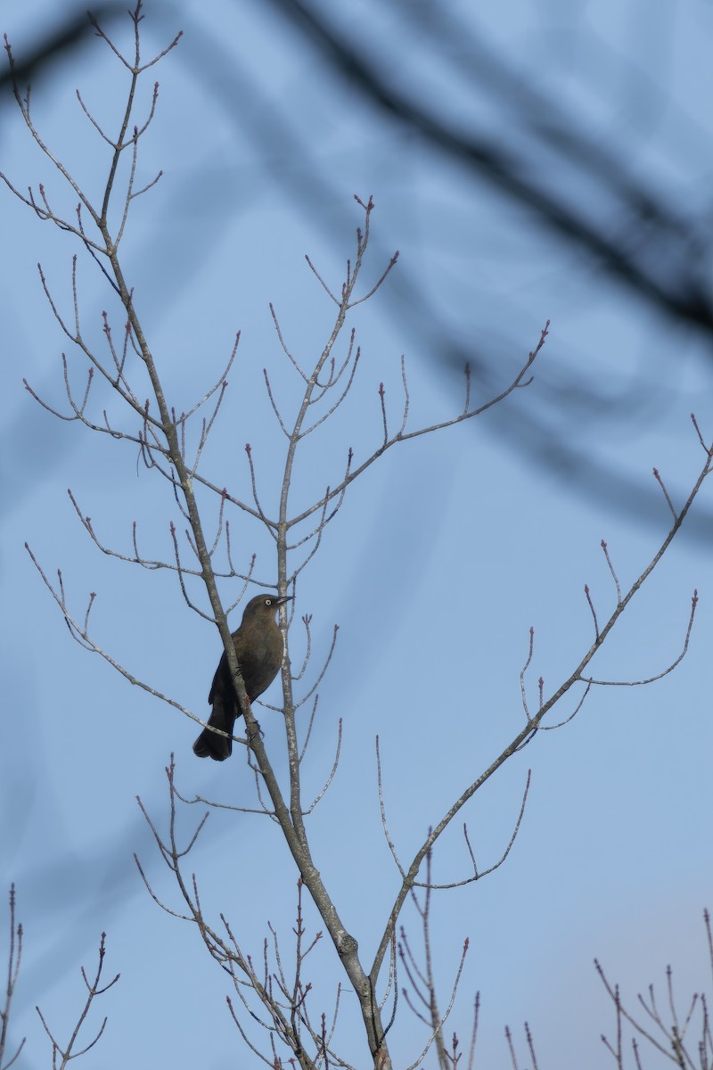 Rusty Blackbird - ML643309307